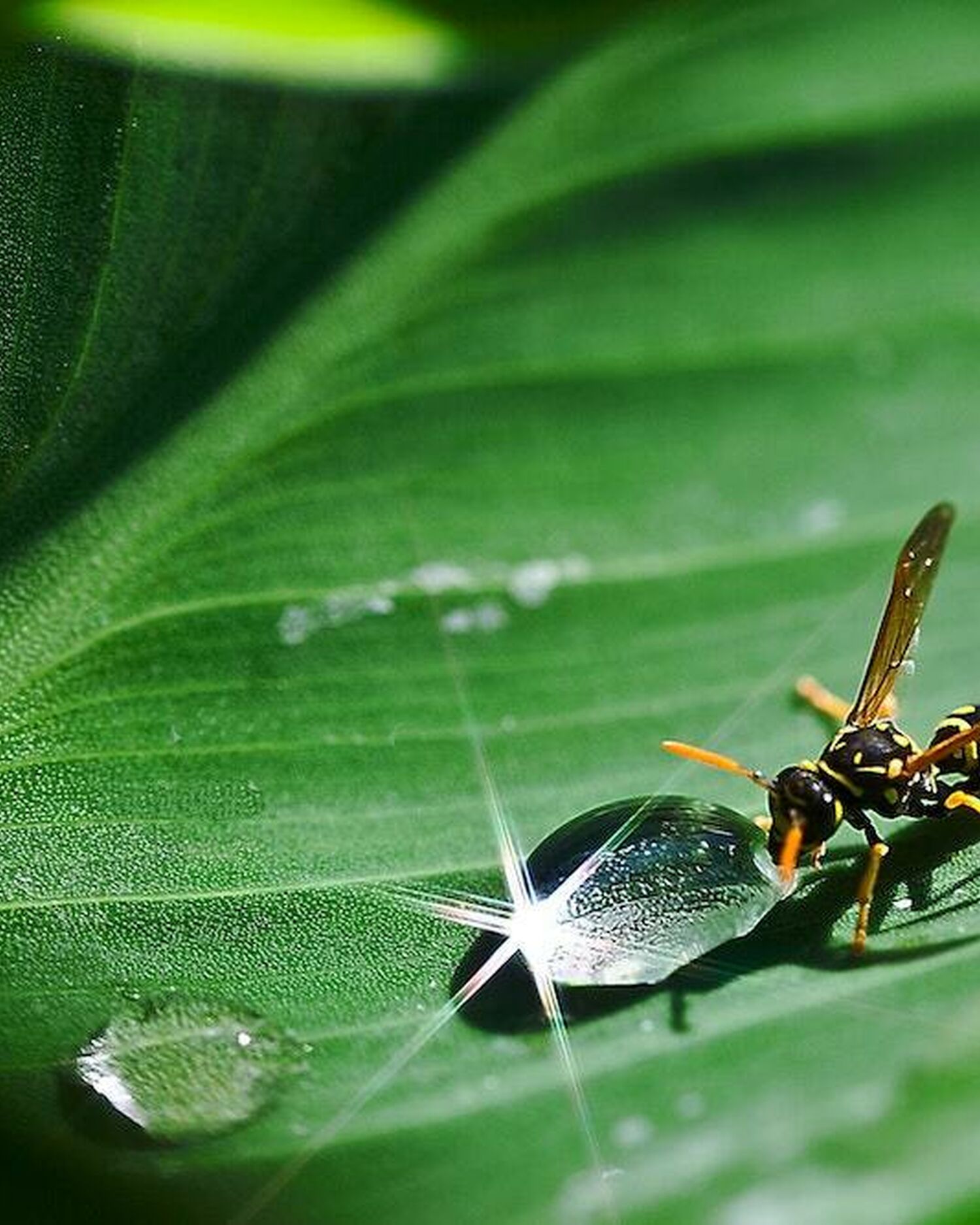 Pexels pixabay 158725