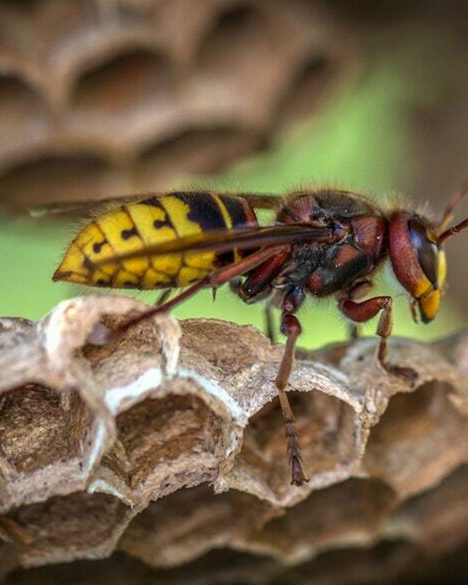 Pexels david hablützel 928976